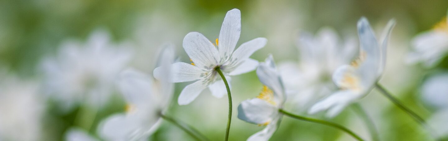 Heksenmonument: witte bloemen voor wijze, vervolgde vrouwen