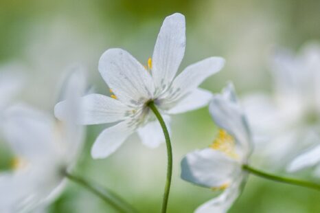 Heksenmonument: witte bloemen voor wijze, vervolgde vrouwen