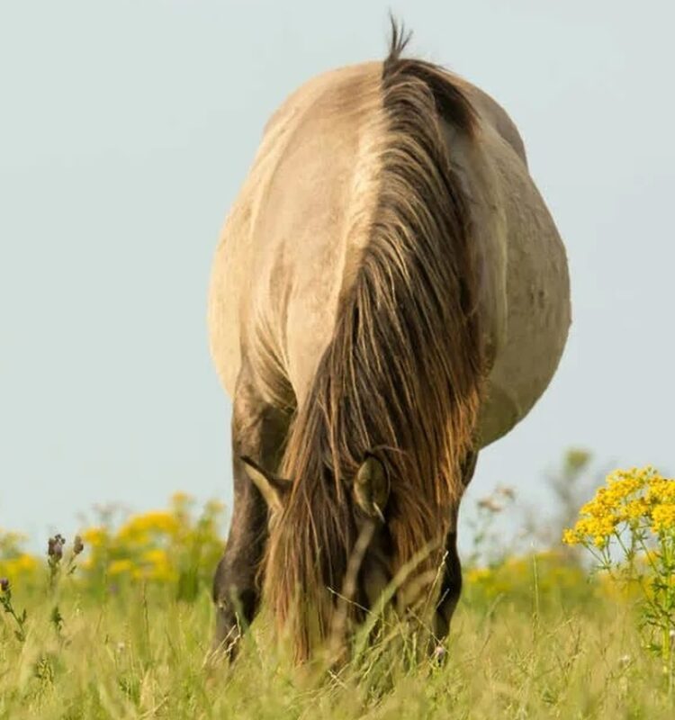 Wat paarden je over innerlijke rust kunnen leren