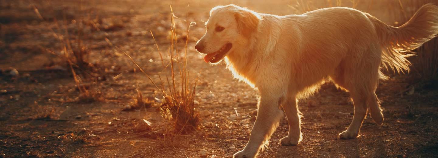 10 levenslessen die je kunt leren van je hond