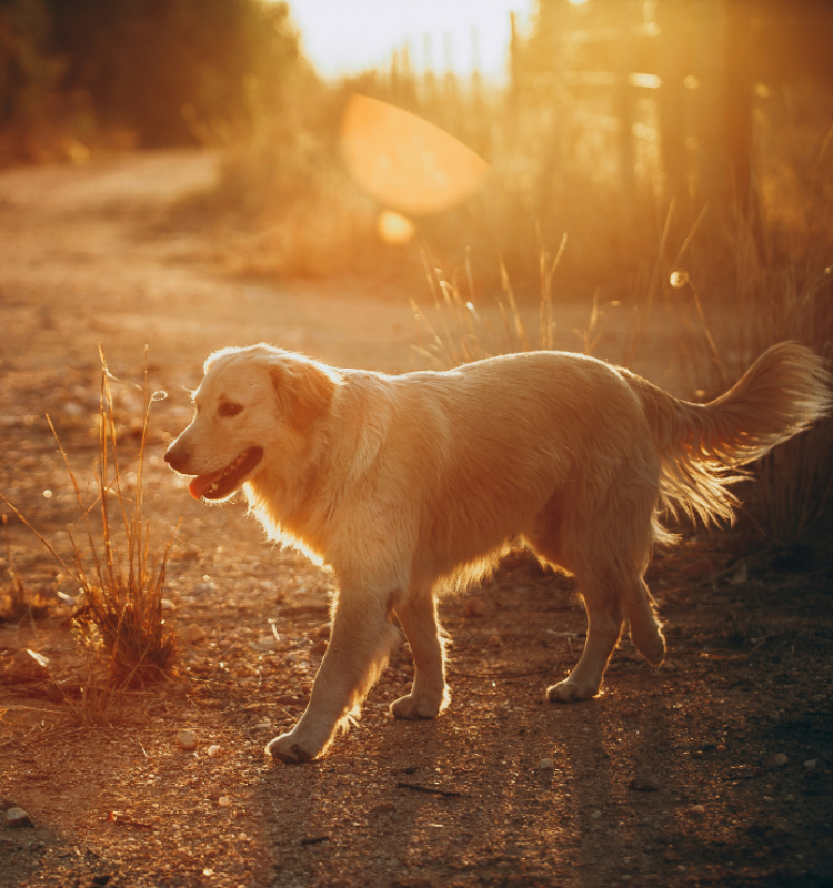 10 levenslessen die je kunt leren van je hond