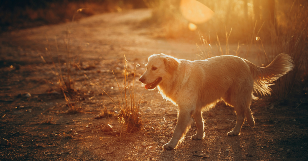 10 levenslessen die je kunt leren van je hond