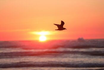 Vogels: boodschappers tussen hemel en aarde
