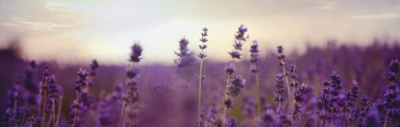 De kracht van de natuur: deze kruiden werken rustgevend