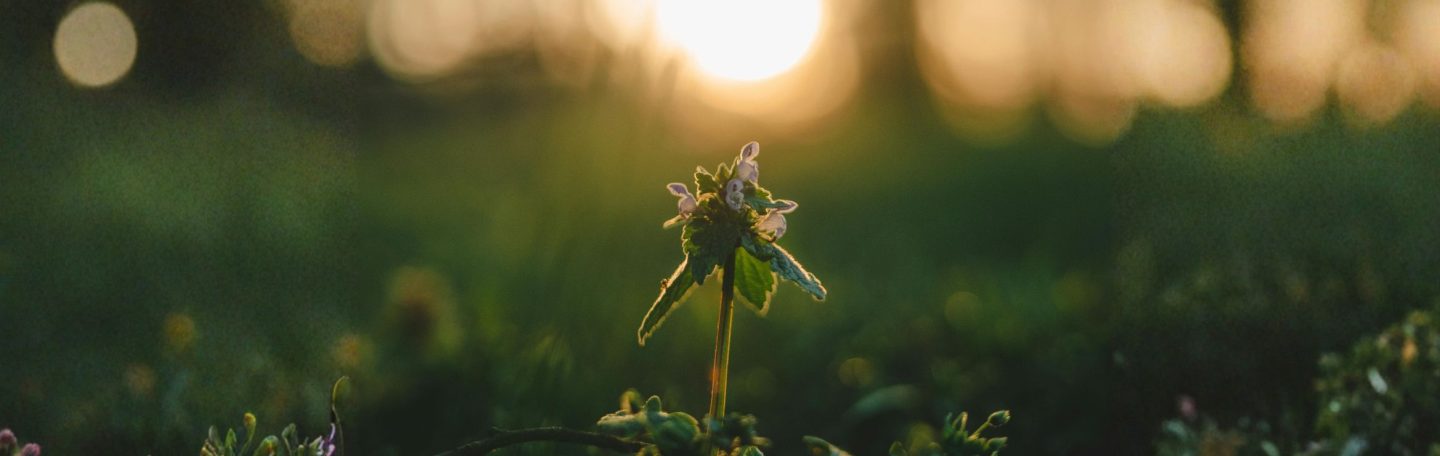 Hoopvol leven: de kracht van actieve hoop