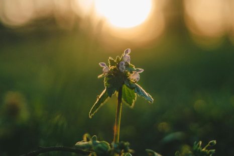 Hoopvol leven: de kracht van actieve hoop