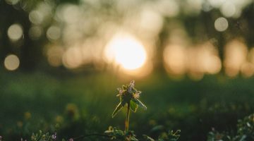Hoopvol leven: de kracht van actieve hoop