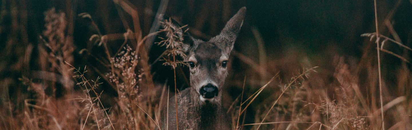 Tekens uit de natuur: dit hebben ze je te vertellen