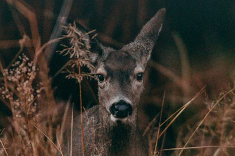 Tekens uit de natuur: dit hebben ze je te vertellen