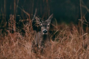 Tekens uit de natuur: dit hebben ze je te vertellen