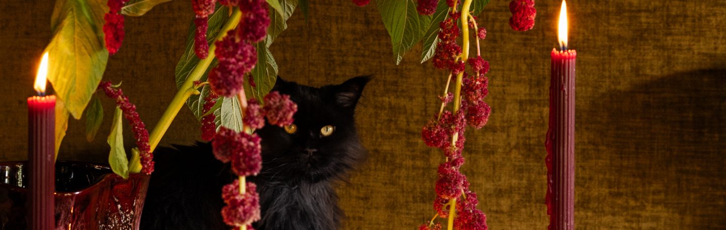 Zo verwelkom je cat magic