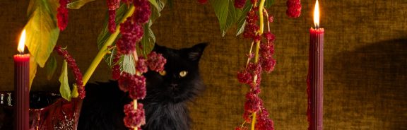 Zo verwelkom je cat magic