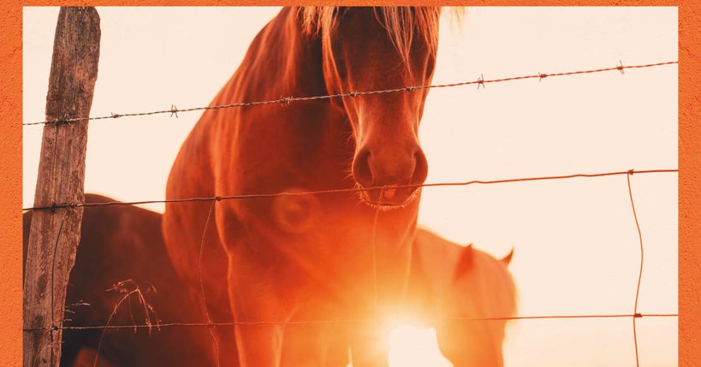 2026: het jaar van het Vuurpaard