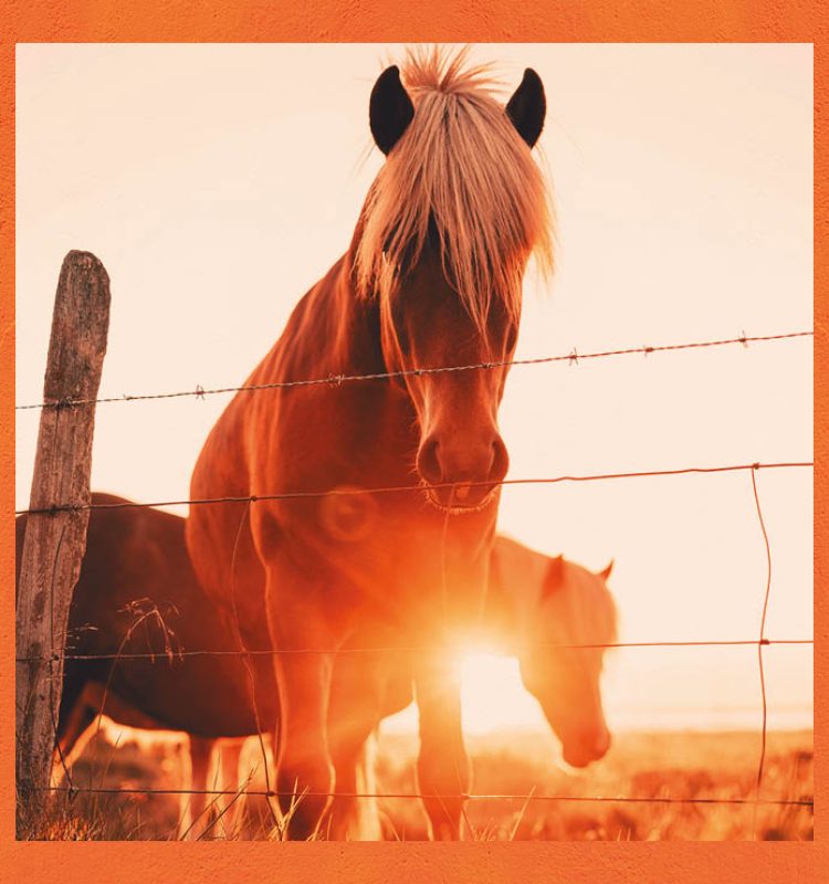 2026: het jaar van het Vuurpaard